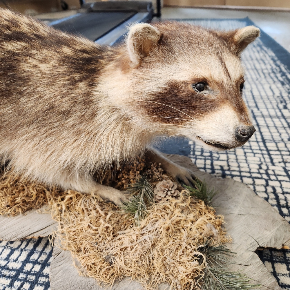 Stuffed Raccoon Mount